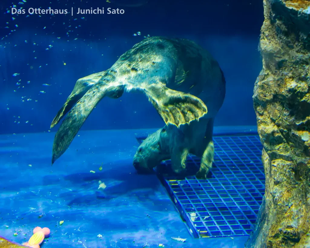 ラッコ発掘・サンシャイン水族館 1302 14 ラッコ発掘・サンシャイン水族館 1302 photo 13