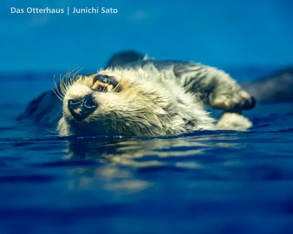 ラッコ発掘・サンシャイン水族館 1302 15 ラッコ発掘・サンシャイン水族館 1302 photo 14