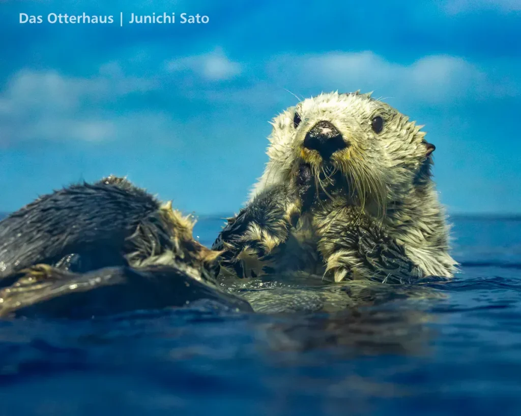 ラッコ発掘・サンシャイン水族館 1302 17 ラッコ発掘・サンシャイン水族館 1302 photo 16
