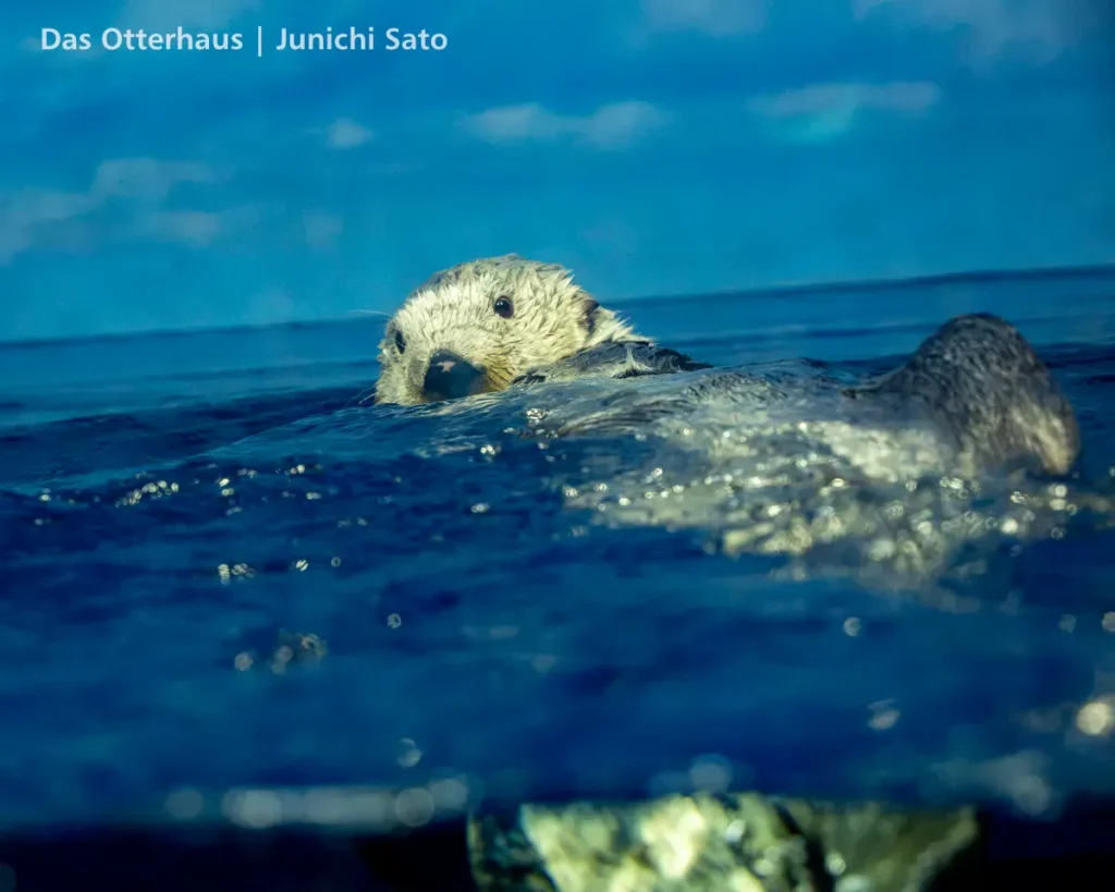 ラッコ発掘・サンシャイン水族館 1302 16 ラッコ発掘・サンシャイン水族館 1302 photo 15
