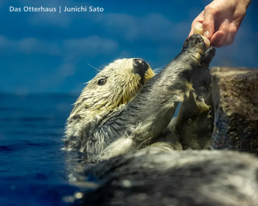 ラッコ発掘・サンシャイン水族館 1302 19 ラッコ発掘・サンシャイン水族館 1302 photo 18