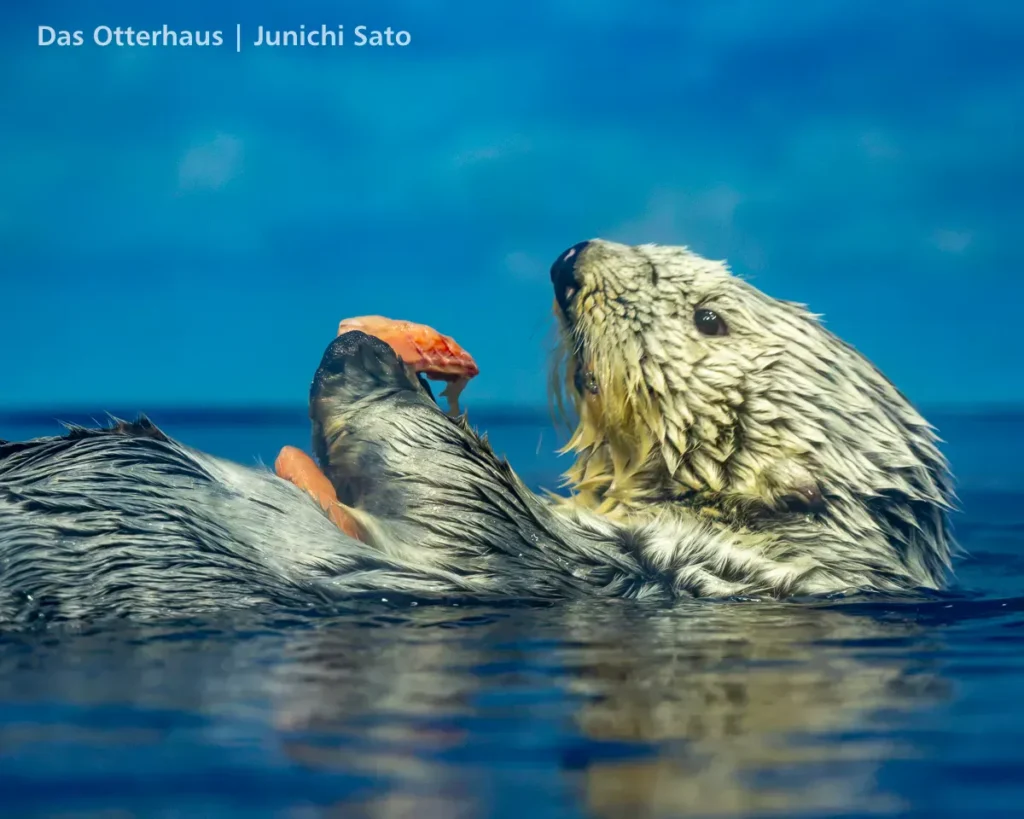 ラッコ発掘・サンシャイン水族館 1302 20 ラッコ発掘・サンシャイン水族館 1302 photo 19