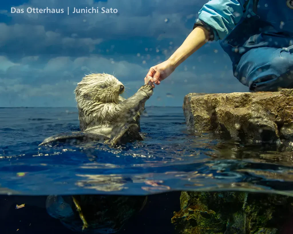 ラッコ発掘・サンシャイン水族館 1302 23 ラッコ発掘・サンシャイン水族館 1302 photo 22