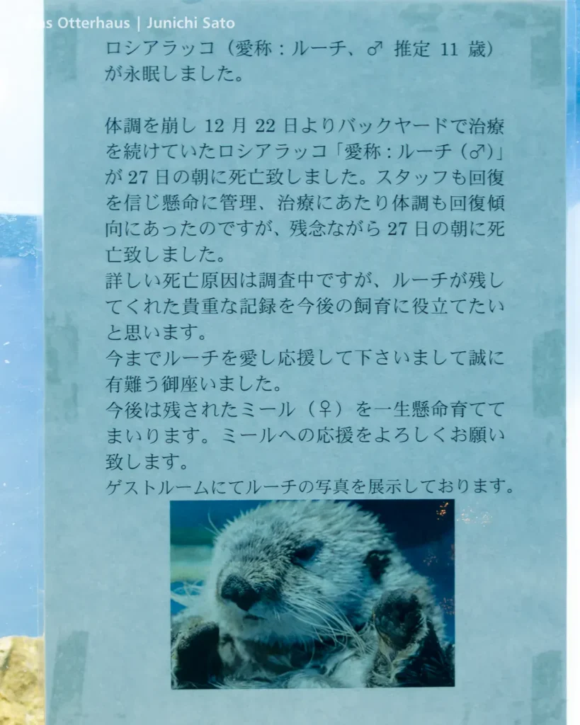 ラッコ発掘・サンシャイン水族館 1302 21 ラッコ発掘・サンシャイン水族館 1302 photo 20