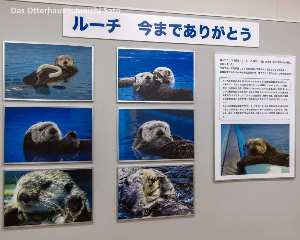 ラッコ発掘・サンシャイン水族館 1302 22 ラッコ発掘・サンシャイン水族館 1302 photo 21