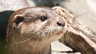 多摩カワウソ・ゴンタファミリー photo 17