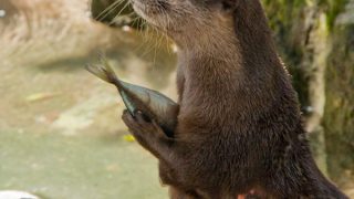 ラブラブ・カワウソ 長崎バイオ 1003 photo 13