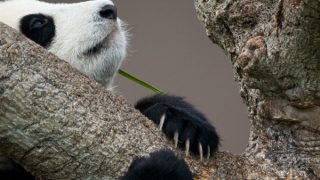 Das Pandahaus 【パンダ舎】 photo 9