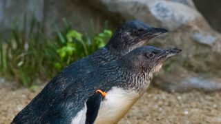 長崎ペンギン・じみカワ～！ photo 13