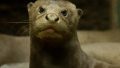 世界最大のカワウソ2・ドルトムント動物園 photo 8