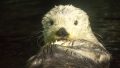 海遊館ラッコ・カワウソつき photo 9