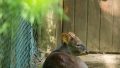 ヴッパータール動物園・その2 photo 19